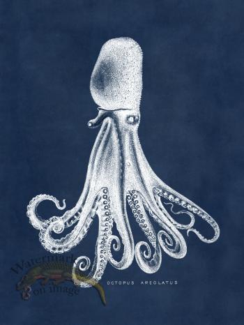 Octopus Blue 14